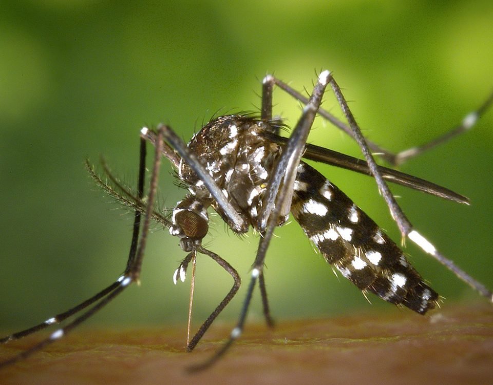 dengue em americana