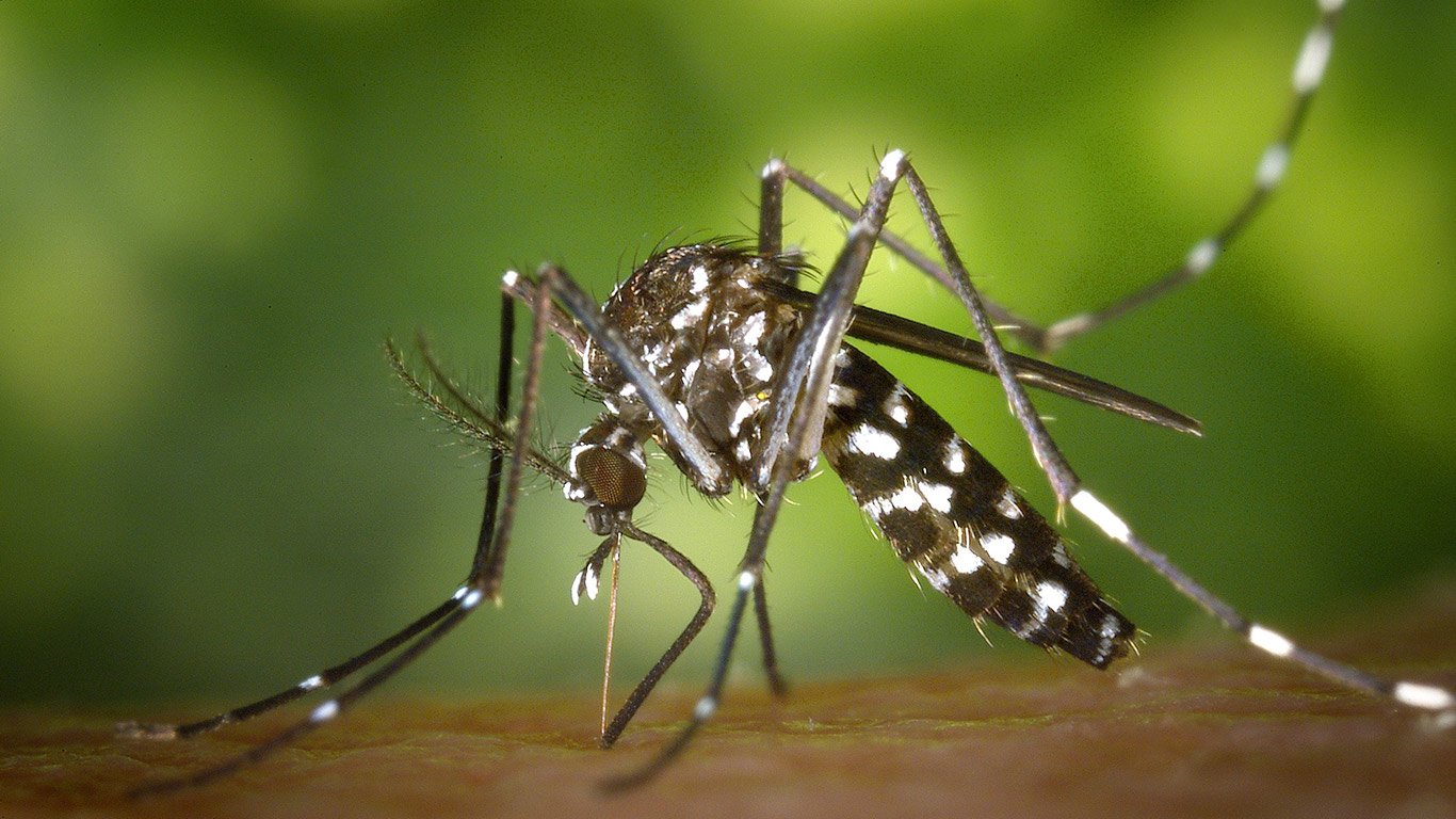 dengue em americana